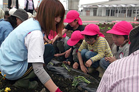 地域の方々と交流をしながら、園の畑でサツマイモの苗を植えました。