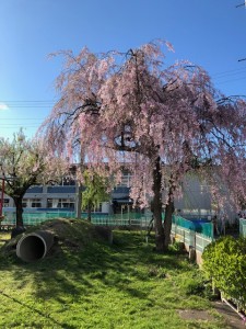 築山としだれ桜